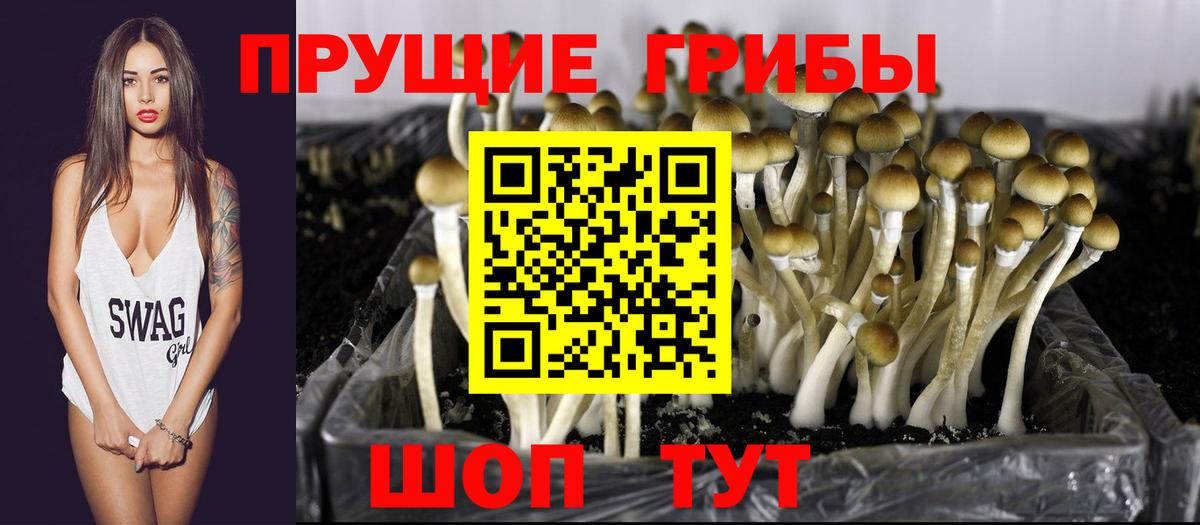 Тобольск  Галлюциногенные грибы Psilocybe  Вход с VPN 